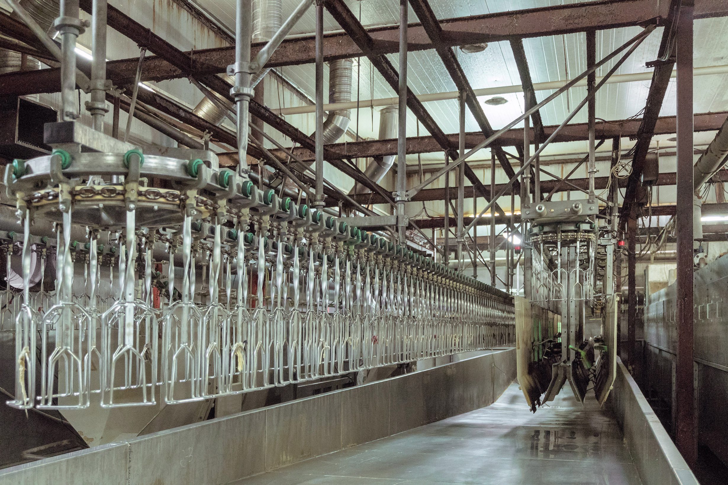 Poultry processing plant line. Standard equipment slaughterhouse